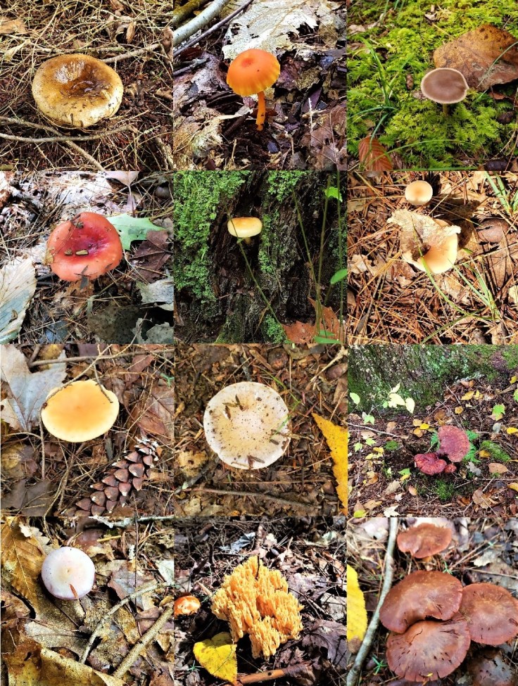 Mushroom Mosaic 10-10-18